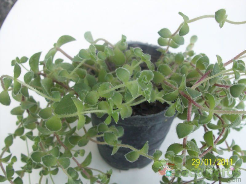 A photo of Crassula setulosa  