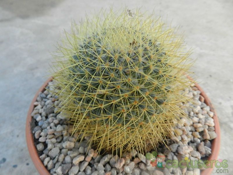 Una foto de Mammillaria rhodantha ssp. pringlei