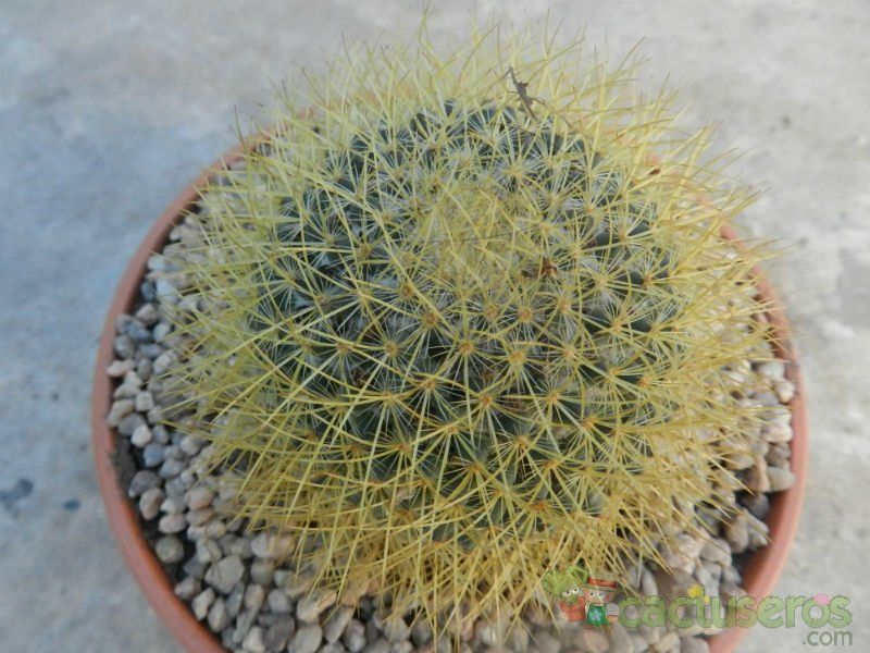 Una foto de Mammillaria rhodantha ssp. pringlei