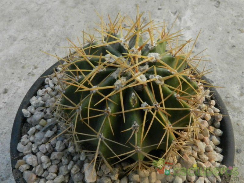 Una foto de Ferocactus schwarzii
