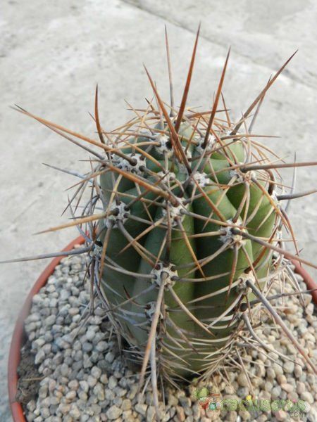 A photo of Echinopsis tacaquirensis