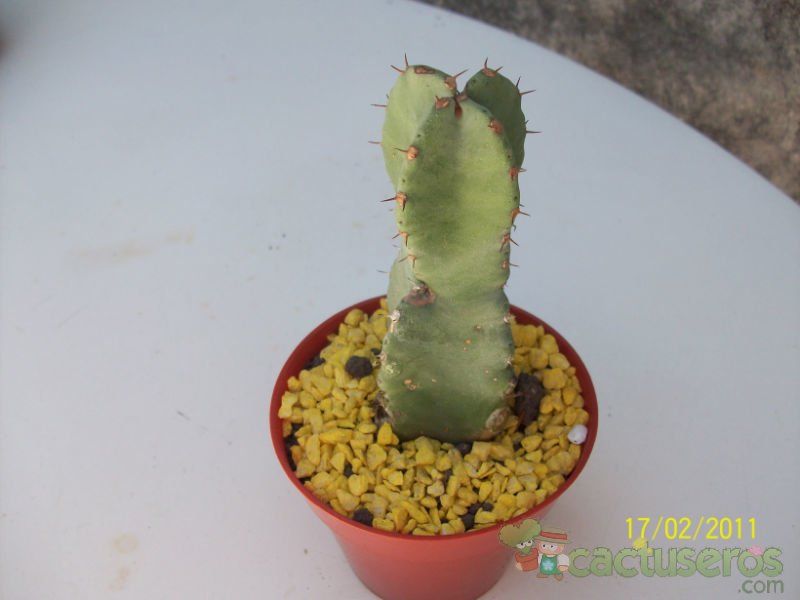 Una foto de Euphorbia resinifera