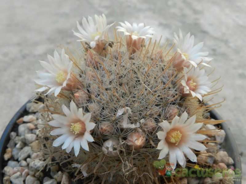 A photo of Mammillaria pennispinosa