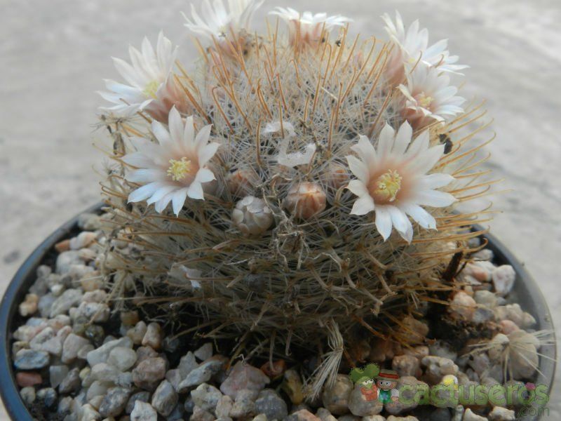 A photo of Mammillaria pennispinosa