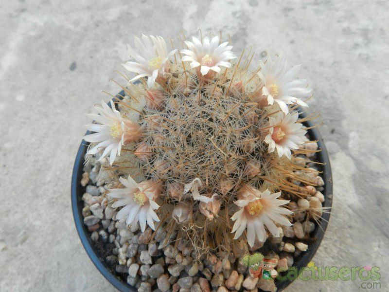 A photo of Mammillaria pennispinosa