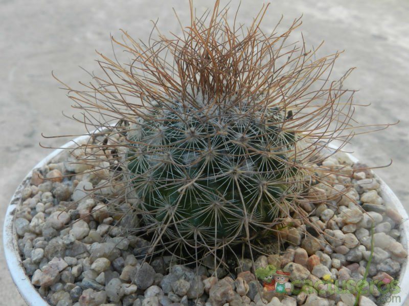 Una foto de Mammillaria rekoi subsp. leptacantha