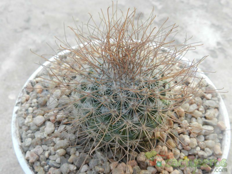 Una foto de Mammillaria rekoi subsp. leptacantha