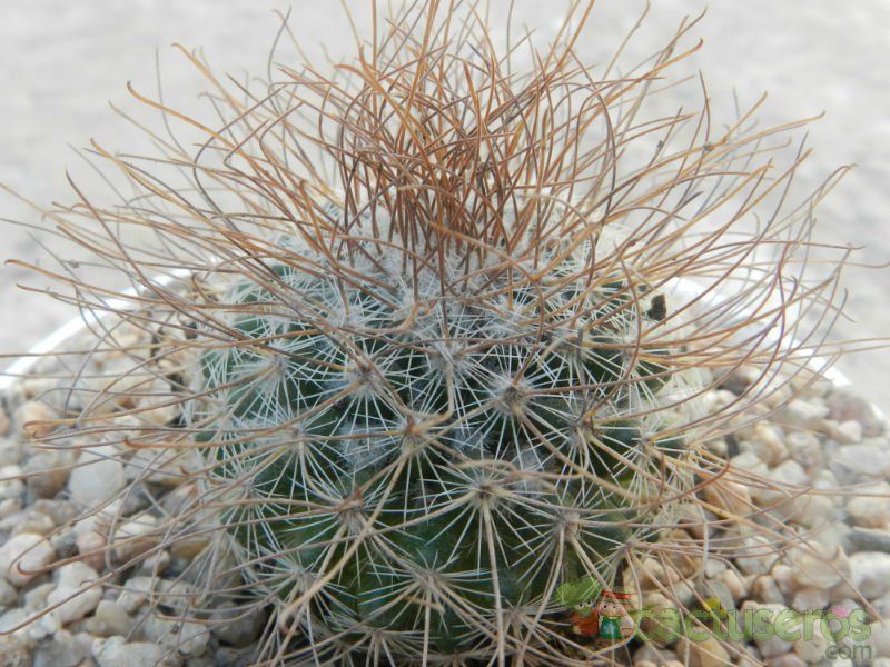 Una foto de Mammillaria rekoi subsp. leptacantha