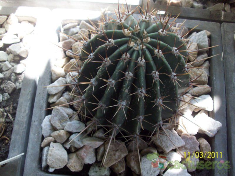 Una foto de Echinopsis nigra