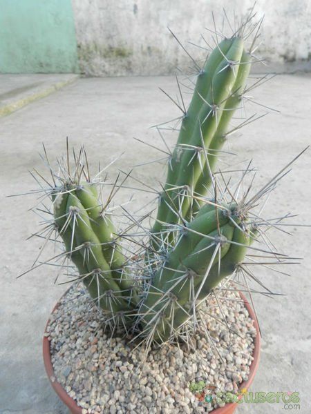 A photo of Cereus brookii
