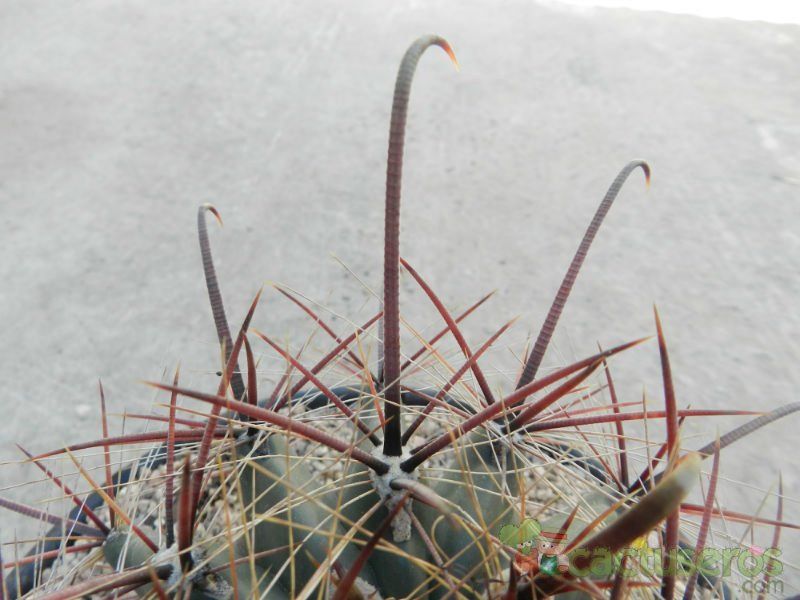 A photo of Ferocactus peninsulae var. santa-maria