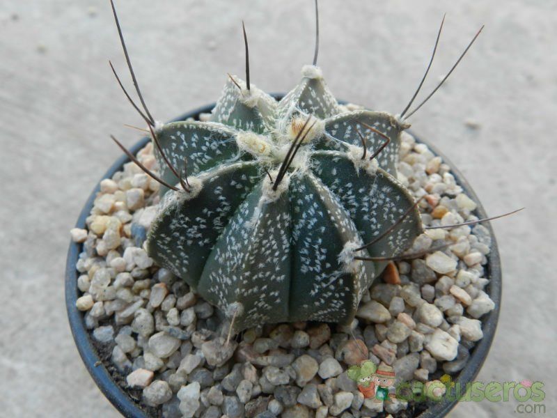 Una foto de Astrophytum hybrid CAP-AS