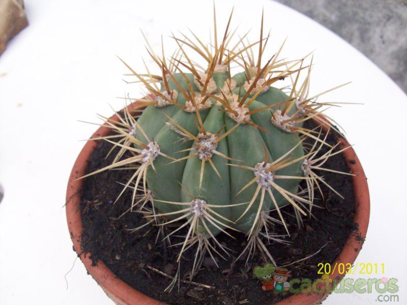 A photo of Melocactus ernestii