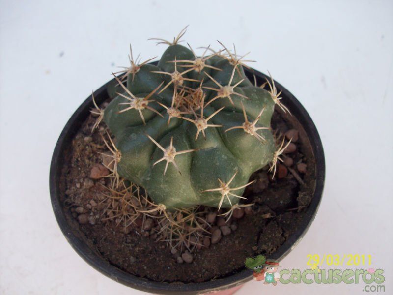Una foto de Matucana paucicostata