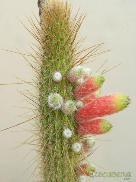 Una foto de Cleistocactus smaragdiflorus