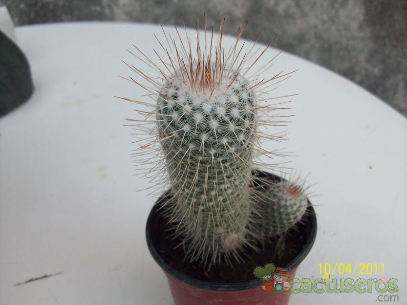 A photo of Mammillaria geminispina