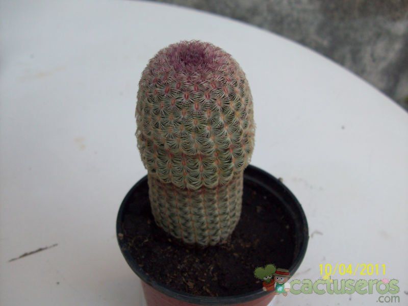 Una foto de Echinocereus rigidissimus