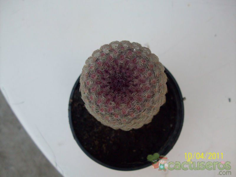 Una foto de Echinocereus rigidissimus