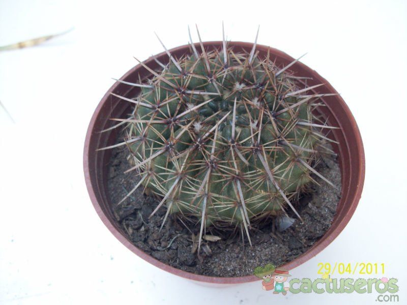 Una foto de Parodia mammulosa subsp. submammulosus