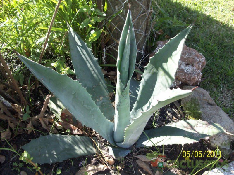 Una foto de Agave americana