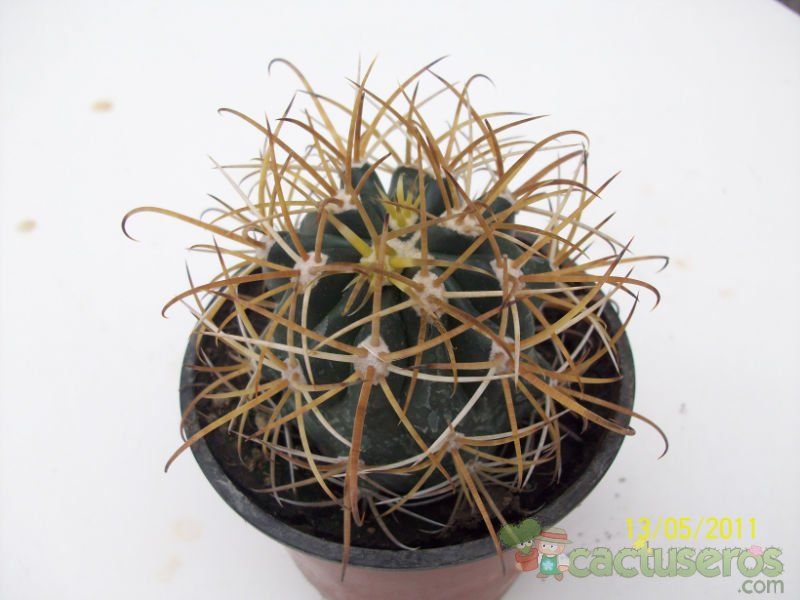 A photo of Ferocactus chrysacanthus
