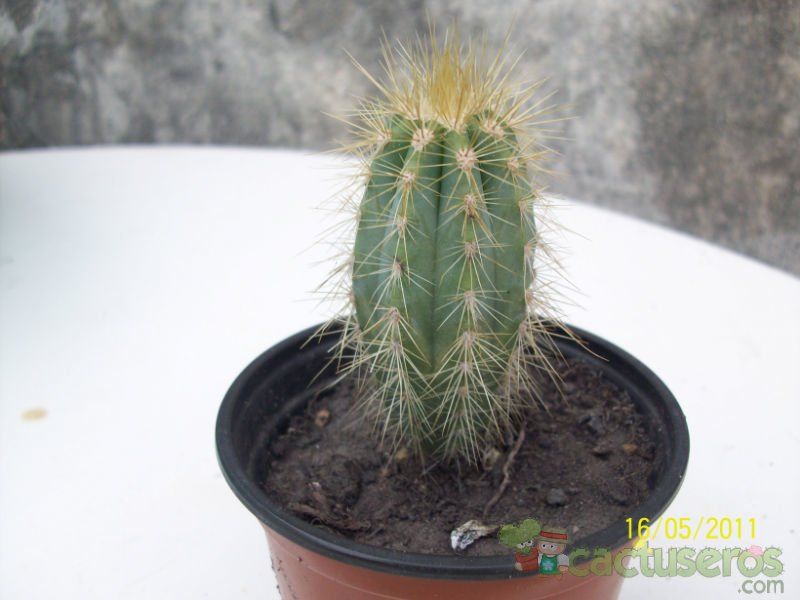A photo of Pilosocereus pachycladus