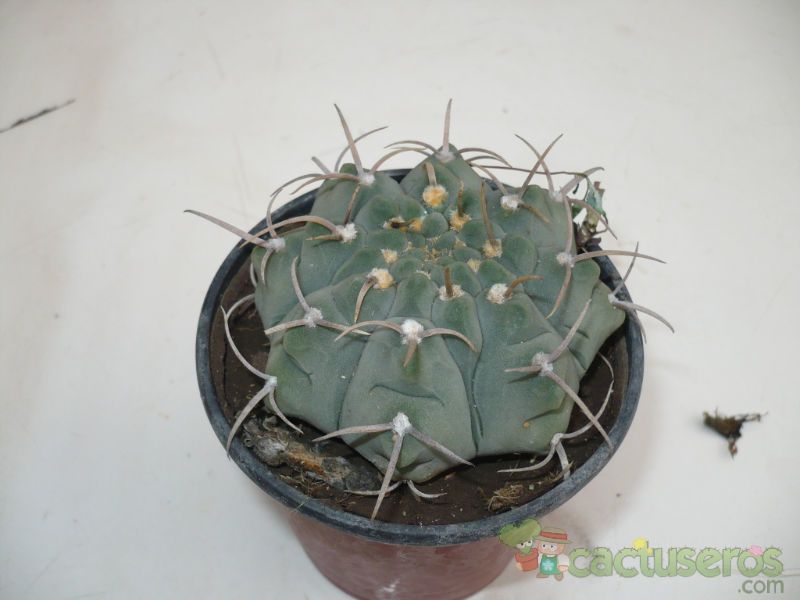 Una foto de Gymnocalycium ochoterenae subsp. vatteri