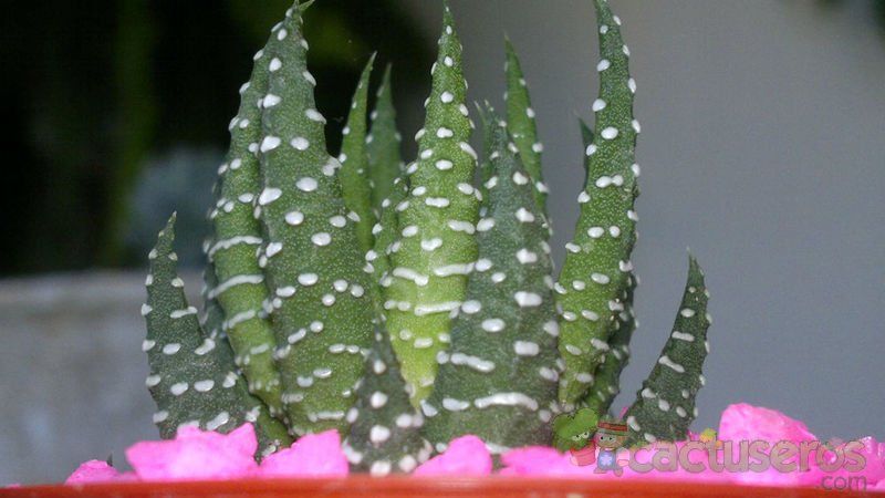Una foto de Haworthia minor
