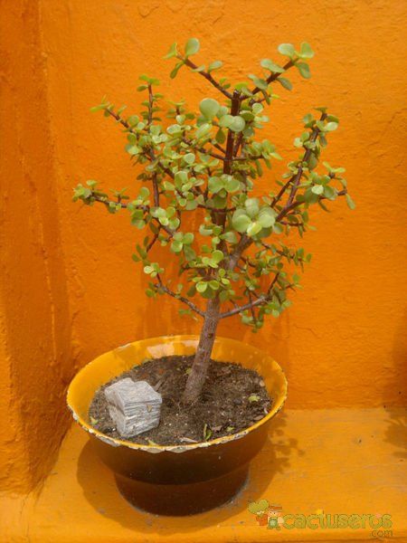 A photo of Portulacaria afra