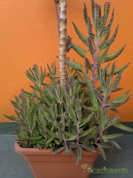 Una foto de Bryophyllum x houghtonii