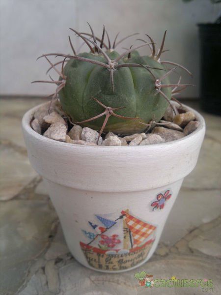 A photo of Gymnocalycium oenanthemum