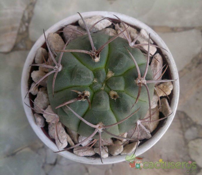 A photo of Gymnocalycium oenanthemum