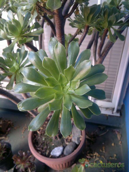 Una foto de Aeonium arboreum