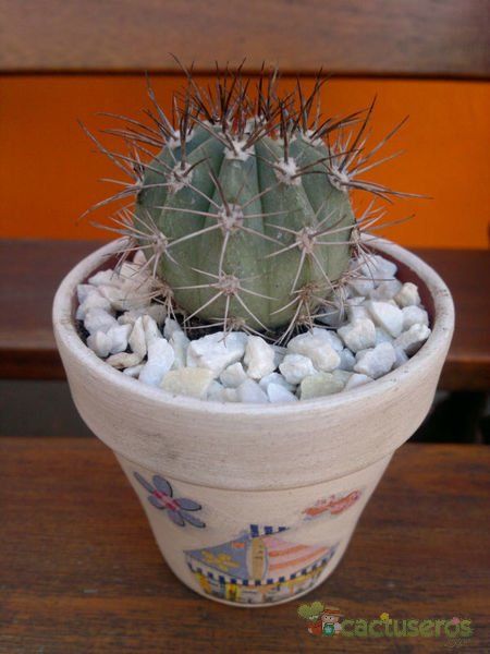A photo of Melocactus azureus