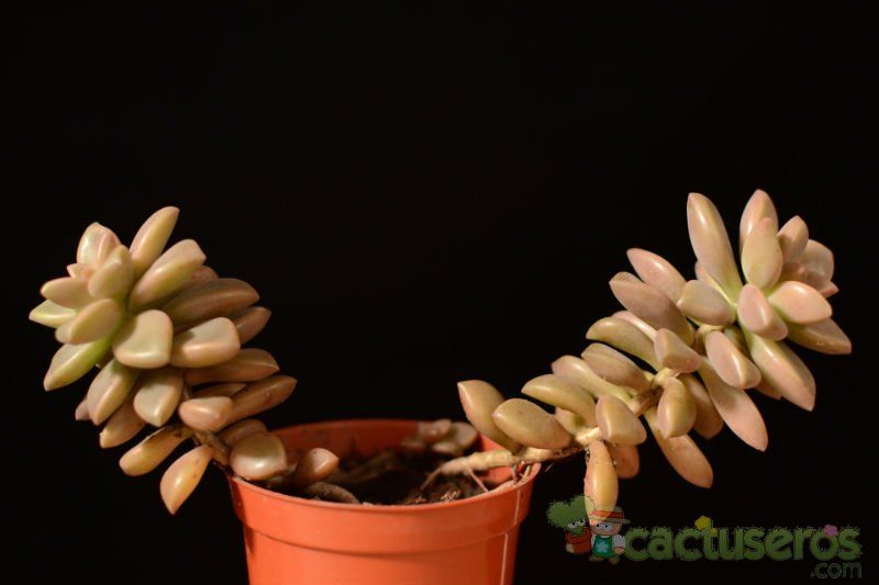 Una foto de Graptosedum cv. Bronze (Graptopetalum paraguayense x Sedum stahlii) (Hibrido)