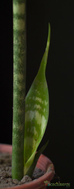 A photo of Sansevieria trifasciata