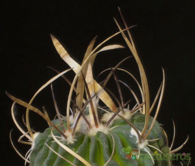 Una foto de Stenocactus multicostatus subsp. zacatecasensis