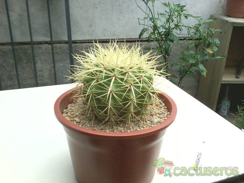 Una foto de Echinocactus grusonii