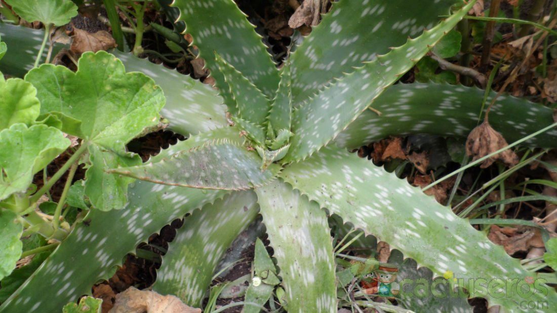 Una foto de Aloe maculata