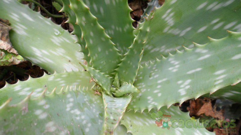 Una foto de Aloe maculata