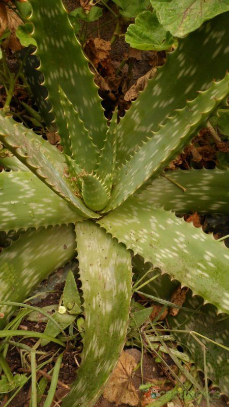 Una foto de Aloe maculata