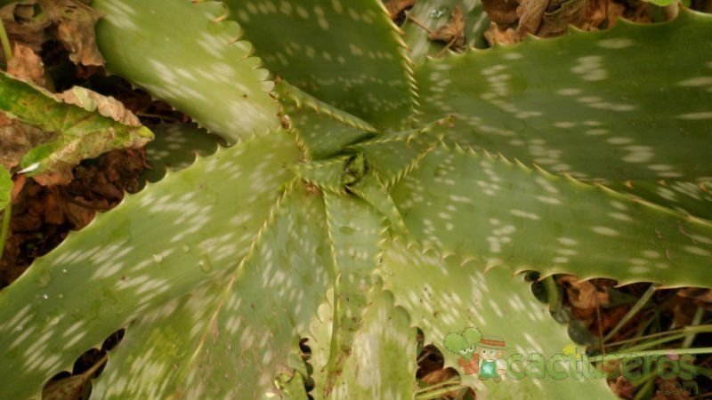 Una foto de Aloe maculata