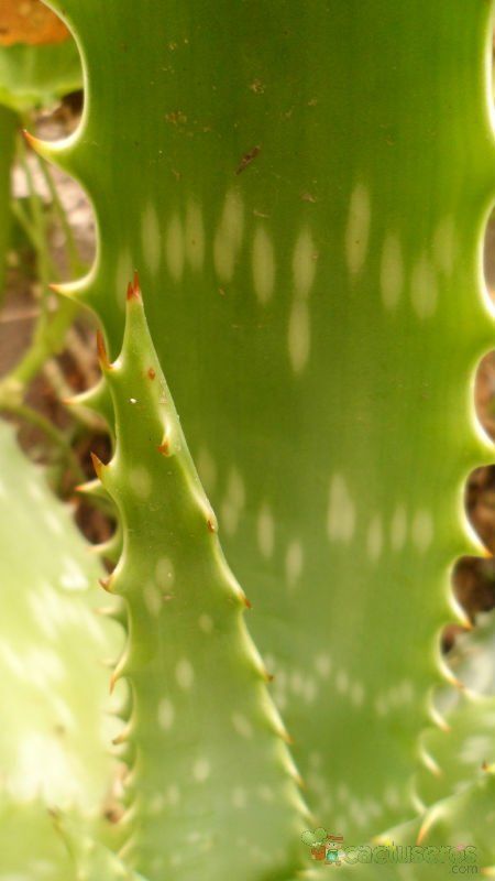 Una foto de Aloe maculata