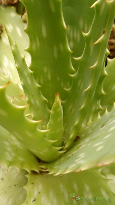 Una foto de Aloe maculata