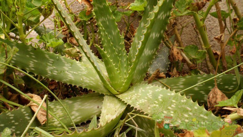 Una foto de Aloe maculata