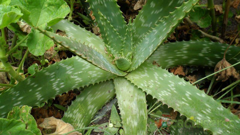 Una foto de Aloe maculata