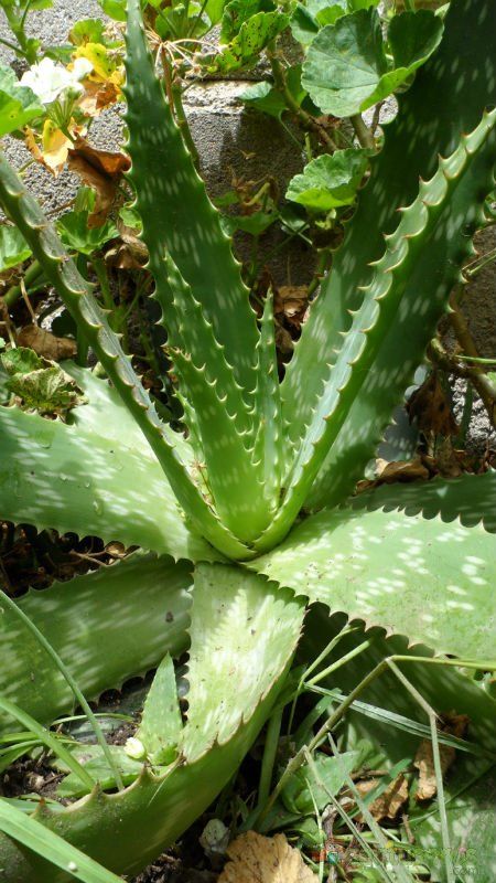 Una foto de Aloe maculata