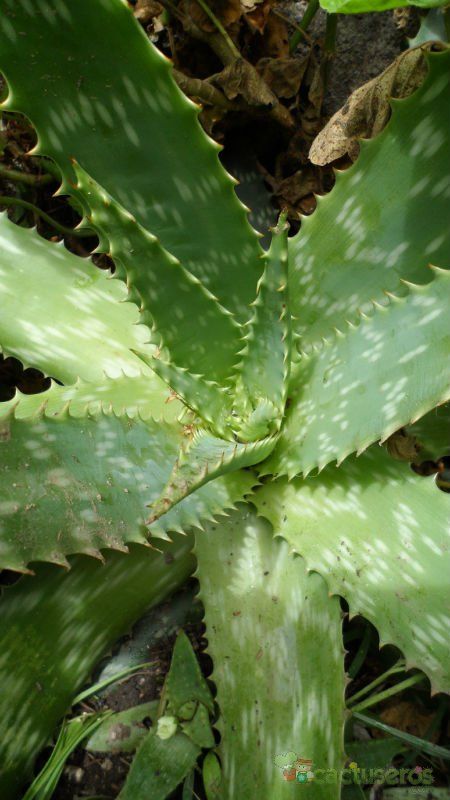 Una foto de Aloe maculata