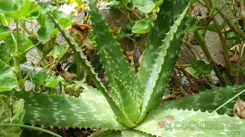 Una foto de Aloe maculata
