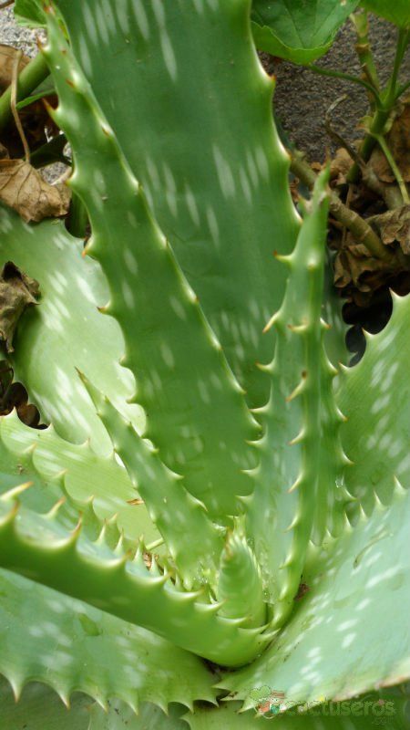 Una foto de Aloe maculata